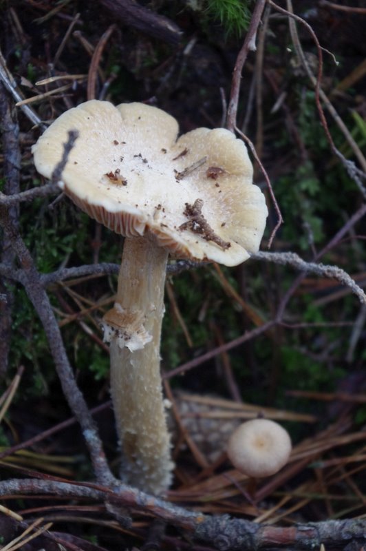 Mares au vinaigre 31